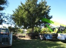 Kwikfynd Tree Management Services
rushworth